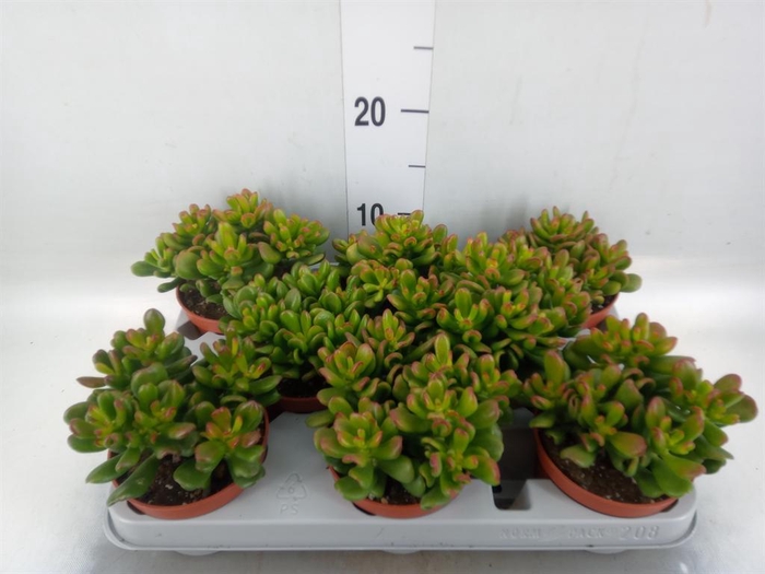 <h4>Crassula ovata 'Gandalf'</h4>