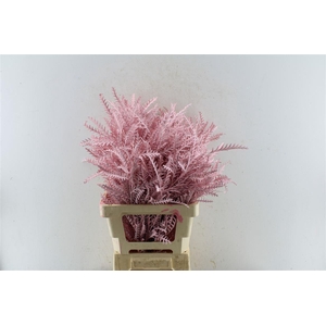 Grevillea Ivanhoe Licht Roze