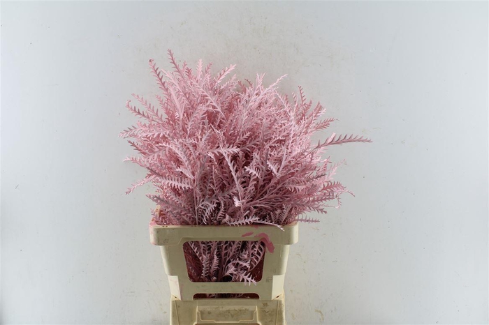 <h4>Grevillea Ivanhoe Licht Roze</h4>