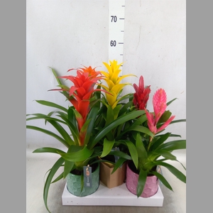 Bromelia   ...mix