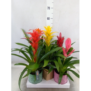 Bromelia   ...mix