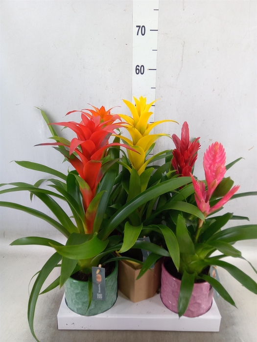 <h4>Bromelia   ...mix</h4>