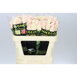 Rosa Gr Sweet Avalanche