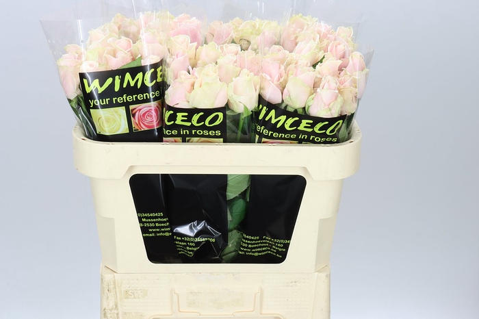 <h4>Rosa Gr Sweet Avalanche</h4>