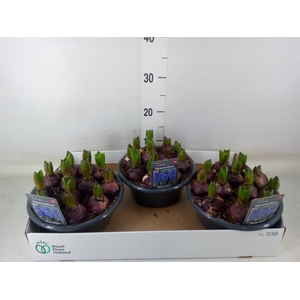 Hyacinthus orie. 'Blue Star'