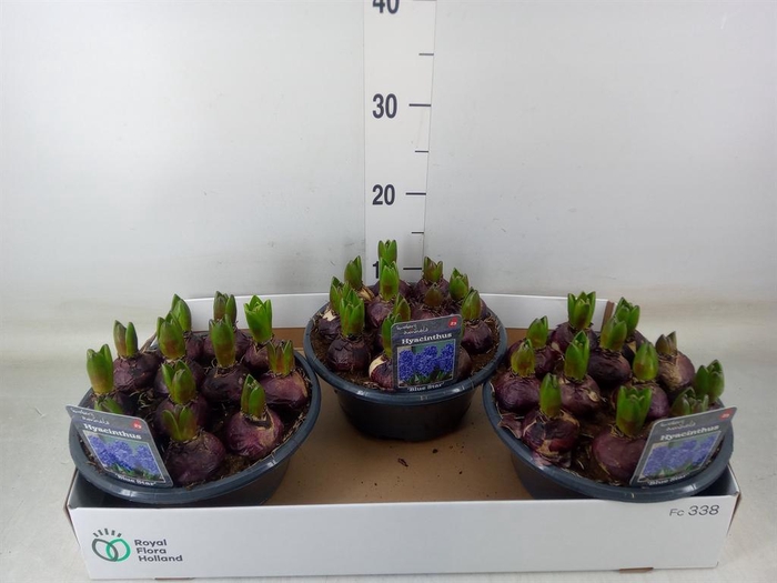 <h4>Hyacinthus orie. 'Blue Star'</h4>