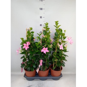 Mandevilla sand. 'SumStar Pink Mag'