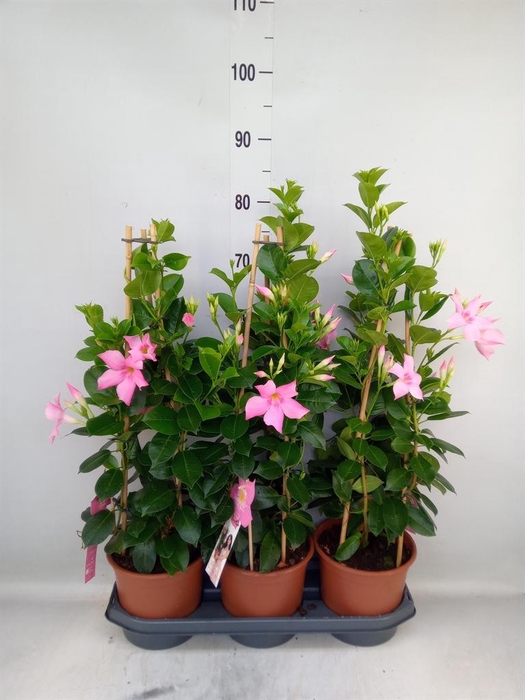 <h4>Mandevilla sand. 'SumStar Pink Mag'</h4>