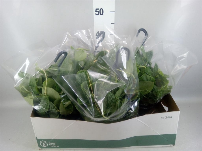 <h4>Scindapsus pictus 'Silvery Ann'</h4>