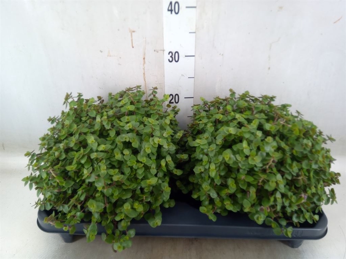 <h4>Callisia repens</h4>