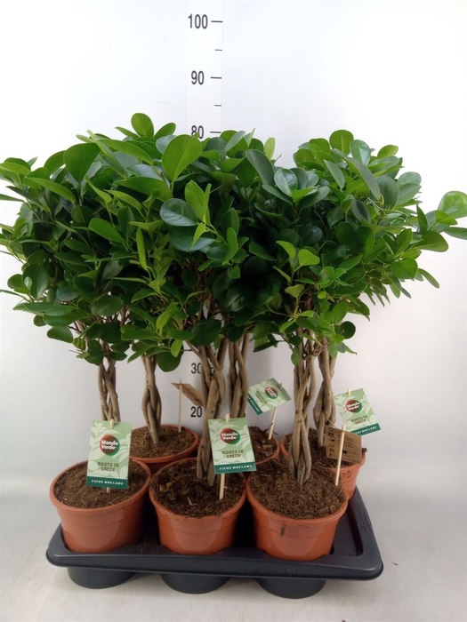 <h4>Ficus microcarpa 'Moclame'</h4>