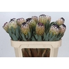 Protea Niobe