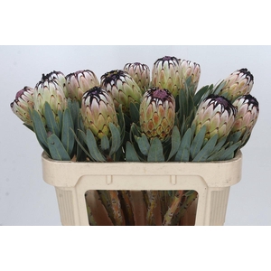 Protea Niobe