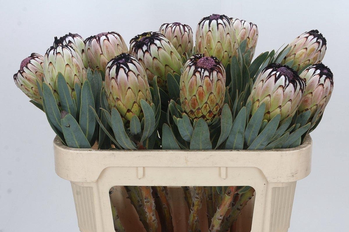 <h4>Protea Niobe</h4>