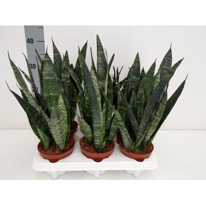 Sansevieria trifa. 'Black Coral'