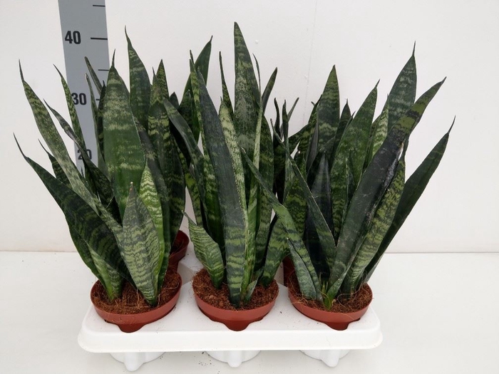 <h4>Sansevieria trifa. 'Black Coral'</h4>