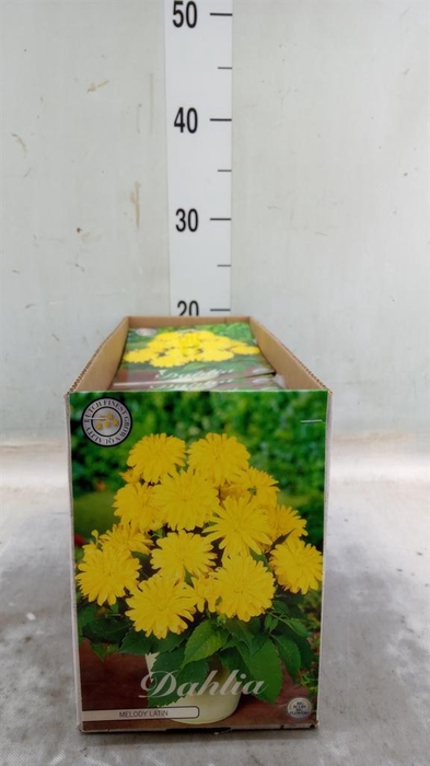 Dahlia   ...flowerbulbs