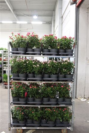 Rosa Mix Trolley Outdoor