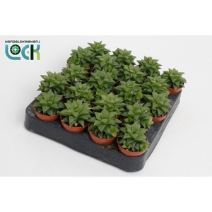 Haworthia Cymbiformis