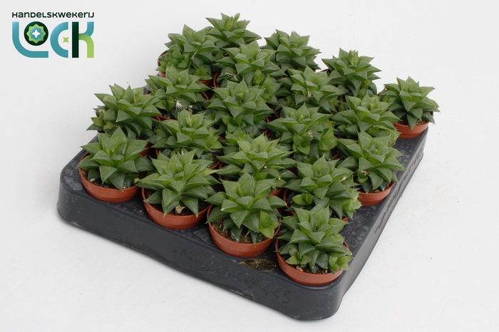 <h4>Haworthia Cymbiformis</h4>