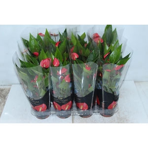ANTHURIUM MINI MILLION FLOWERS P09