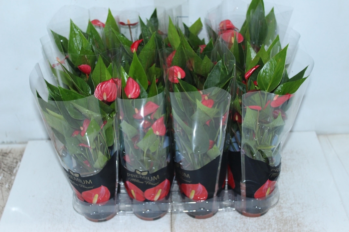 <h4>ANTHURIUM MINI MILLION FLOWERS P09</h4>