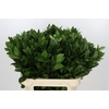 Ruscus Hypophyllum