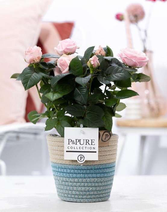 <h4>Rosa light pink in P&PURE Fashionpot Valerie</h4>