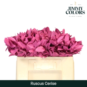 Ruscus L50 Klbh. cerise