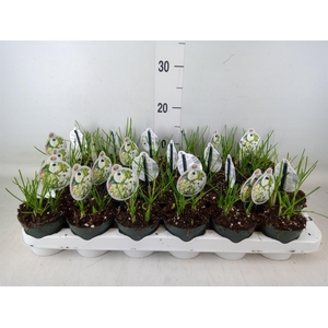 Bolbloemen   ...mix in pot