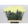 Dianthus St Poirot Giallo