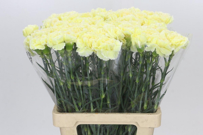 <h4>Dianthus St Poirot Giallo</h4>