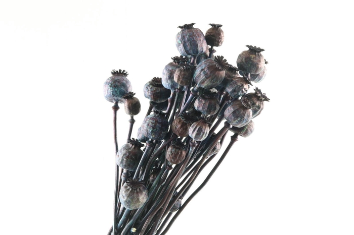 Papaver Blue Dark