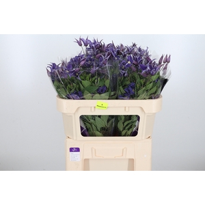 Clem Di Bl Pirouette