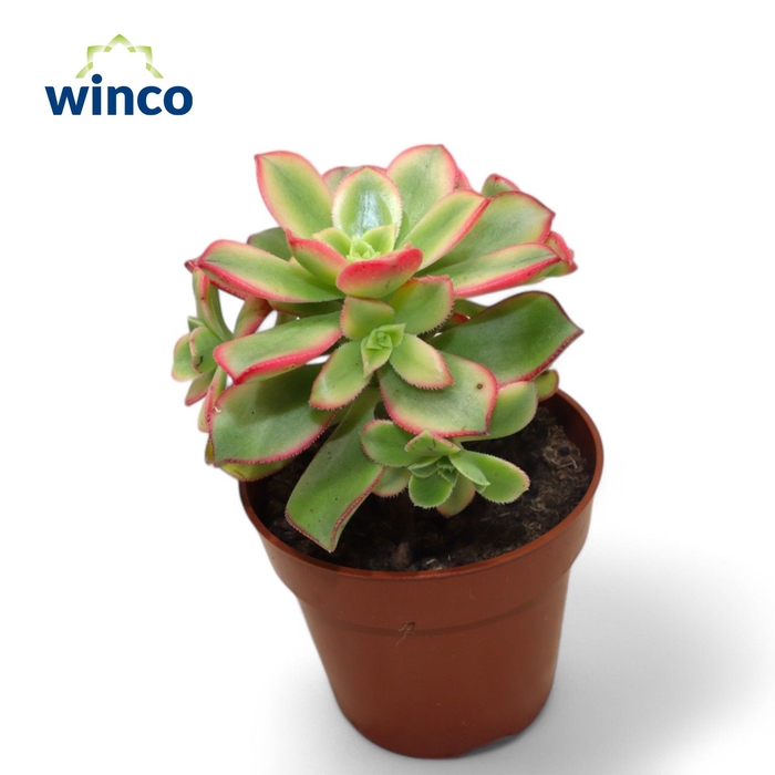<h4>Aeonium Kiwi</h4>