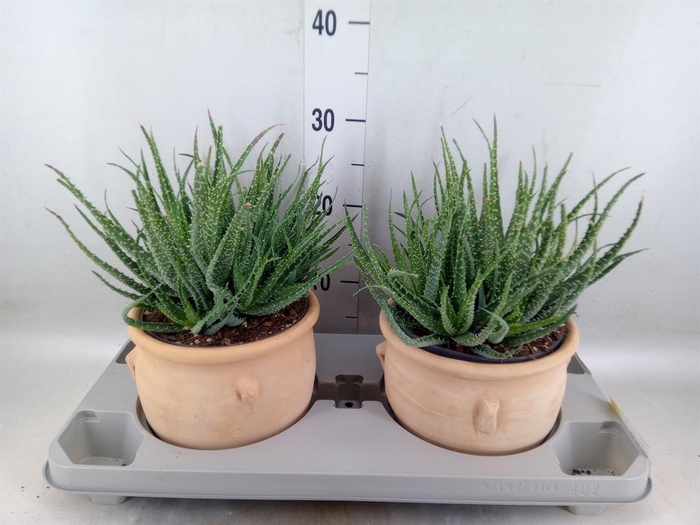 <h4>Aloe humilis</h4>