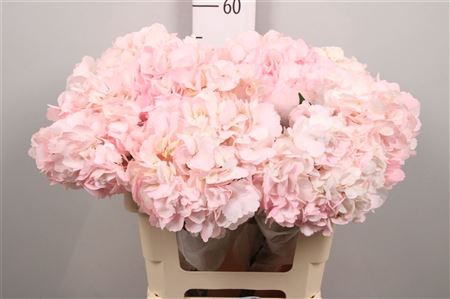 <h4>Hydrangea Pink</h4>