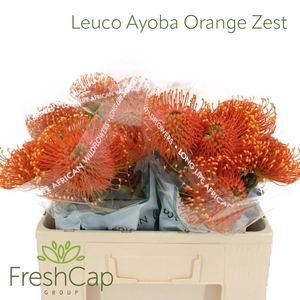 Leuco Ayoba Orange Zest