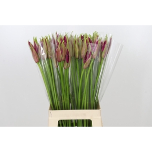 Nerine Mister Nick
