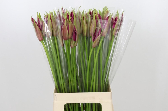 <h4>Nerine Mister Nick</h4>