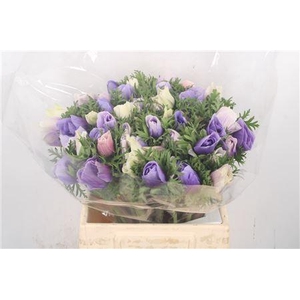 Anem Mistral Azzuro Blue Super