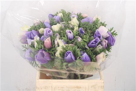 <h4>Anem Mistral Azzuro Blue X L X25</h4>