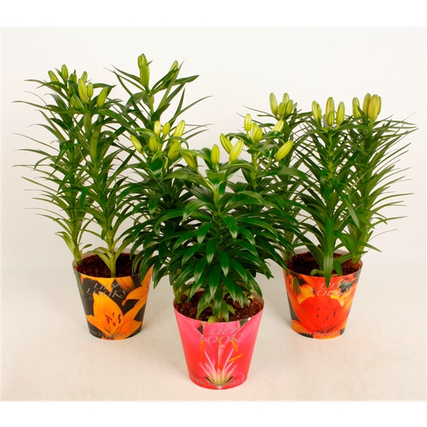 <h4>Lilium 13 cm aziatenmix potcover (az. lelie)</h4>