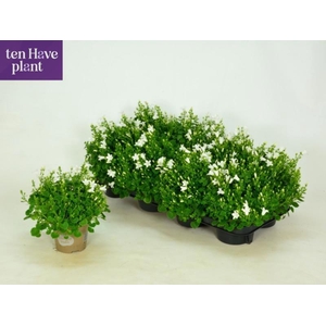 CAMP POR PORT ICE WH