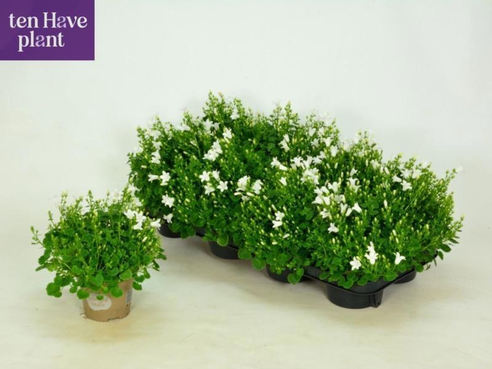 <h4>CAMP POR PORT ICE WH</h4>