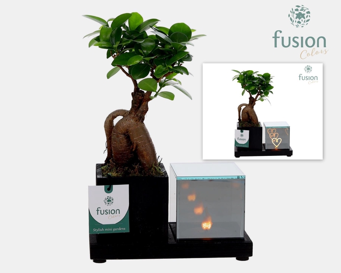 <h4>Houten Elegant LED planter met Ficus Ginseng</h4>