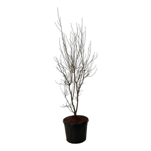 <h4>Cornus Aurora</h4>