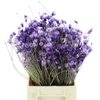 Kaaps Everlasting Lavender