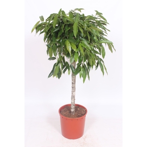 Ficus Amstel King