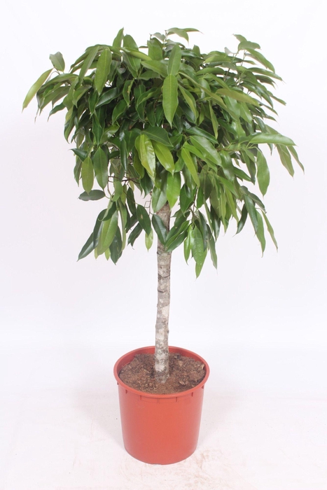 <h4>Ficus Amstel King</h4>